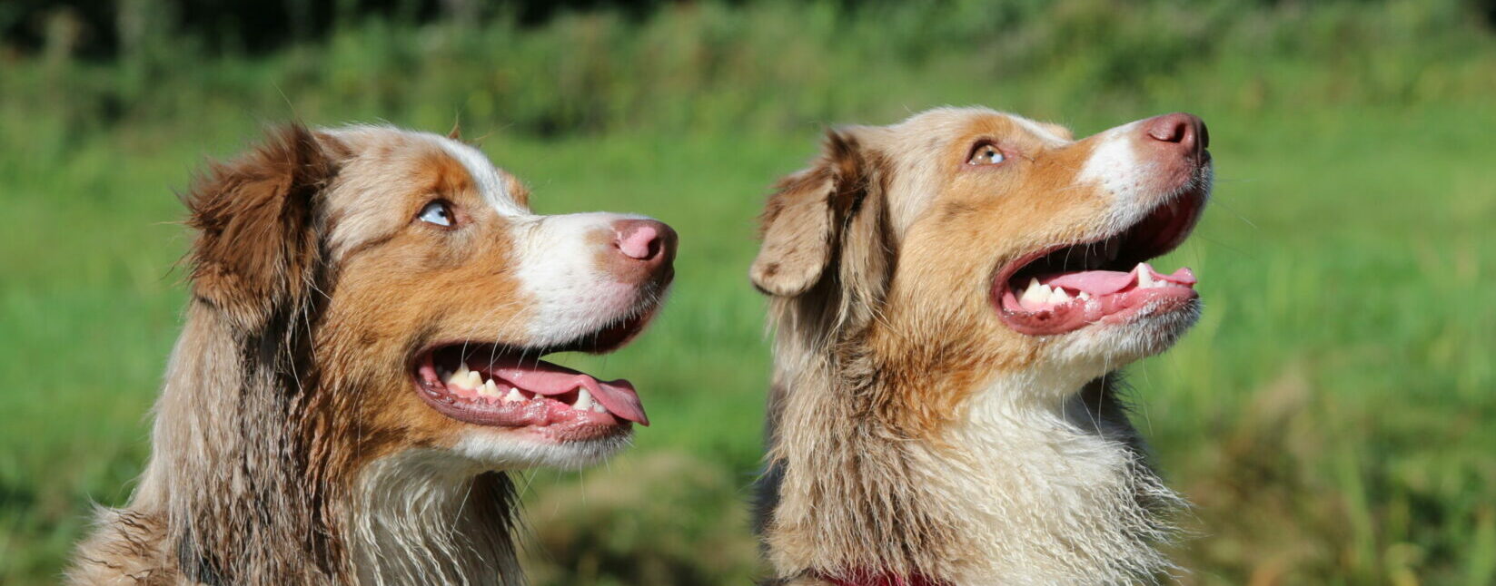Fernbrook Aussies