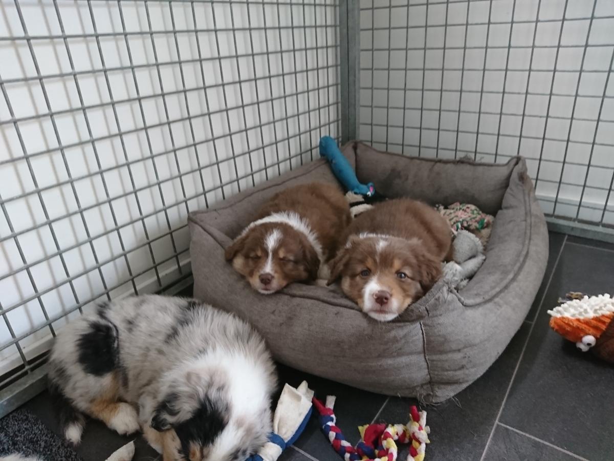 2018-week-7-brownie-cindy