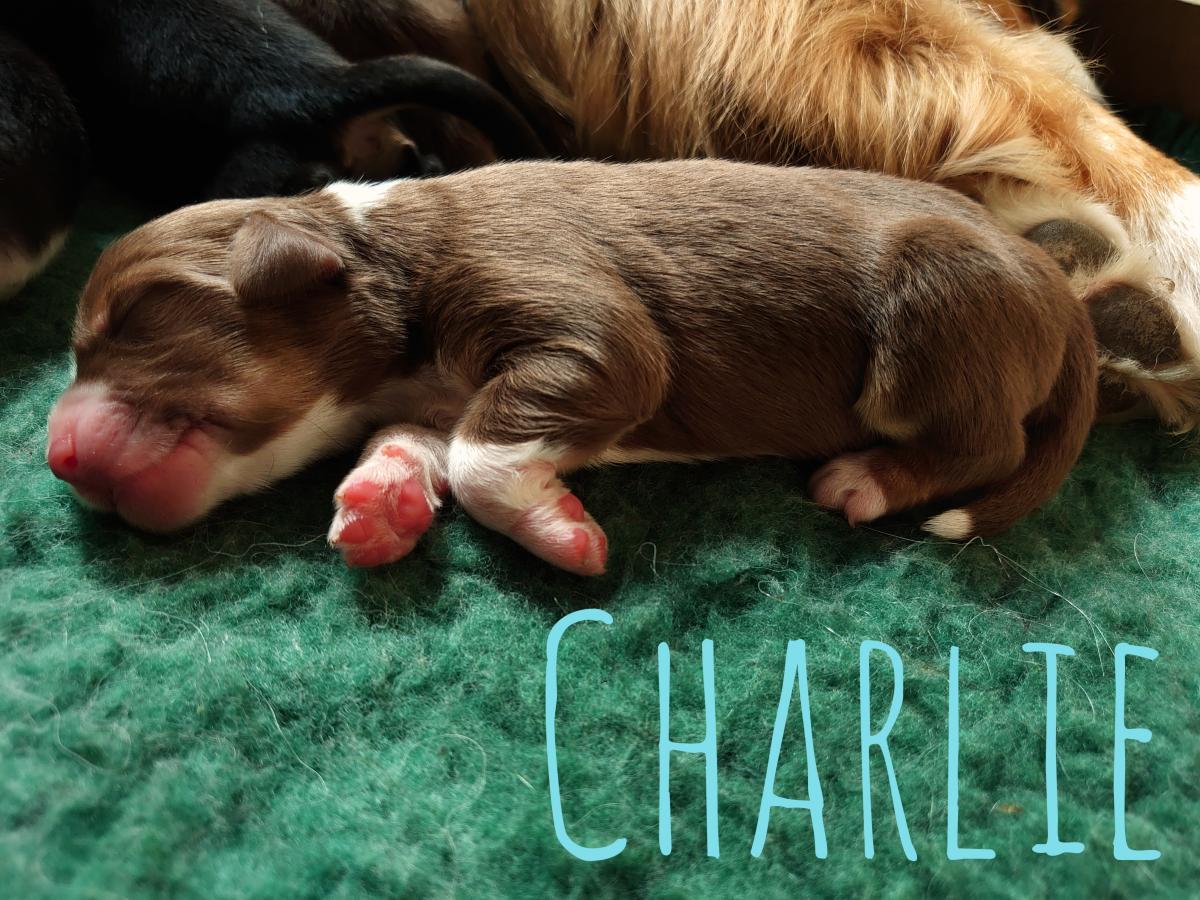2020-week-1-charlie