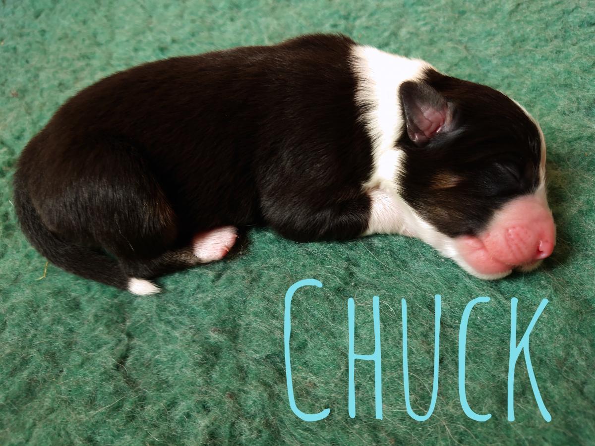 2020-week-1-chuck