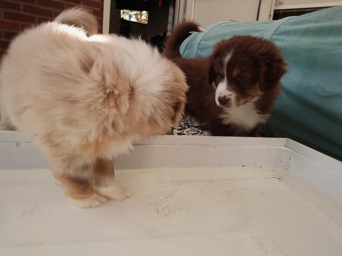 2020-week-7-charlie-2