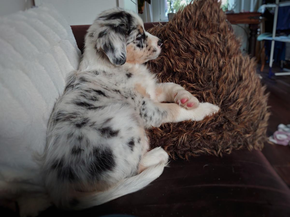 2020-week-8-pepper